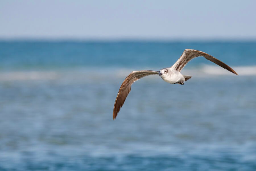 Laughing Gull Flying Toward Shore