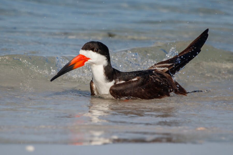 Black Skimmer Bathing On Beach