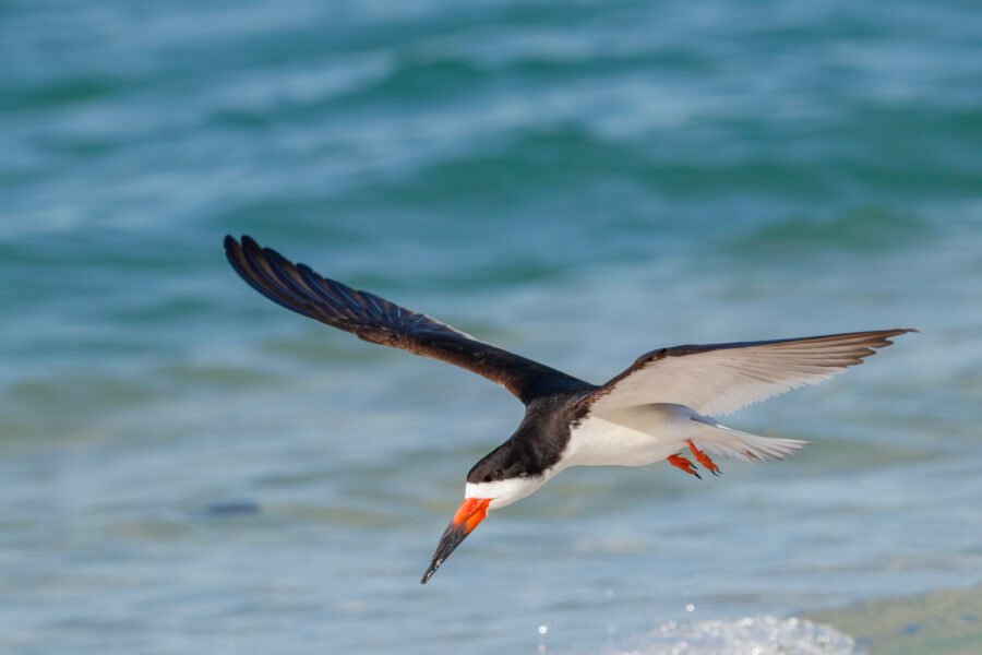 Black Skimmer Flying Along Edge Of Water