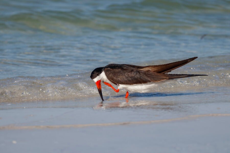 Black Skimmer Scratching Face