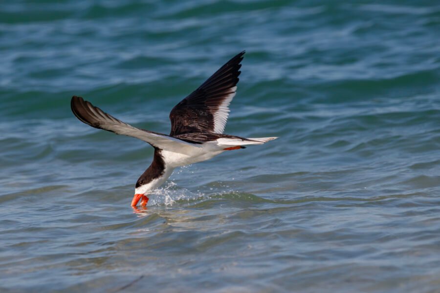 Black Skimmer Skimming Across Top Of Water Near Shore