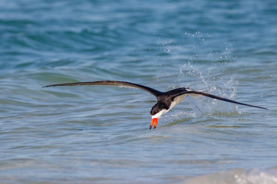 Black Skimmer Splashing Into Water For Fish