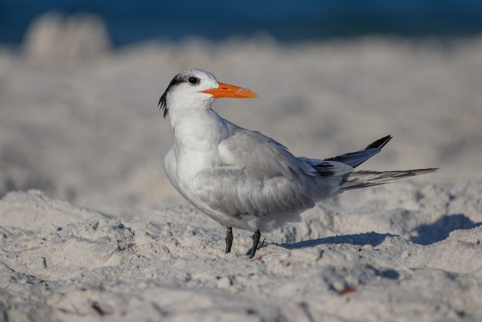 Royal Tern Standing In White Sand