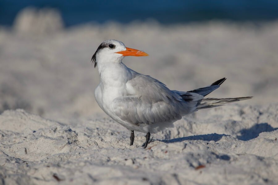 Royal Tern Standing In White Sand