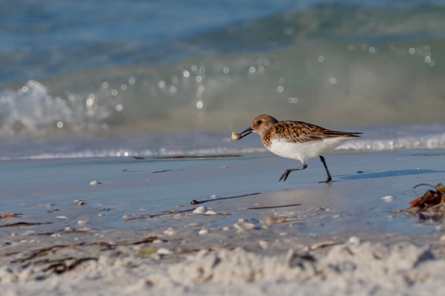 Sanderling Running With Shell On Beach