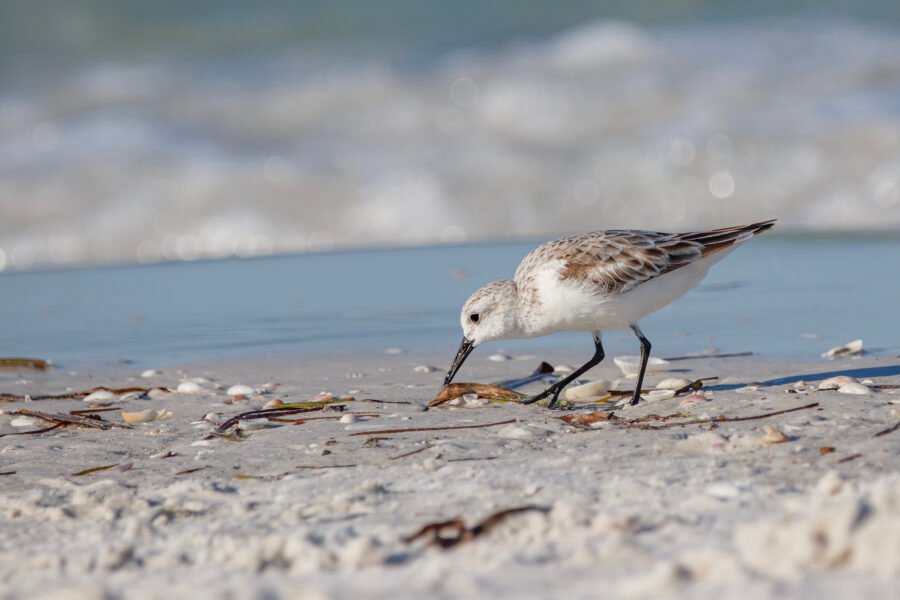 Sanderling Searching Through Shells On Beach