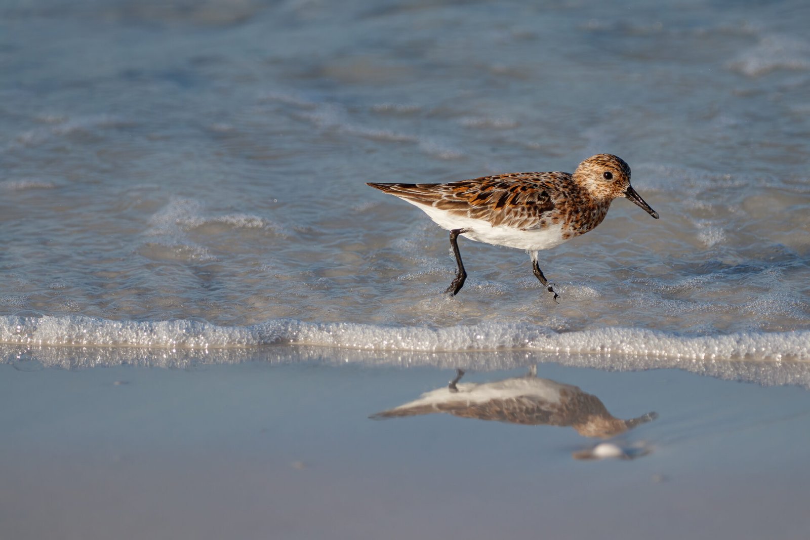 Sanderling Walking Through Waves With Reflection