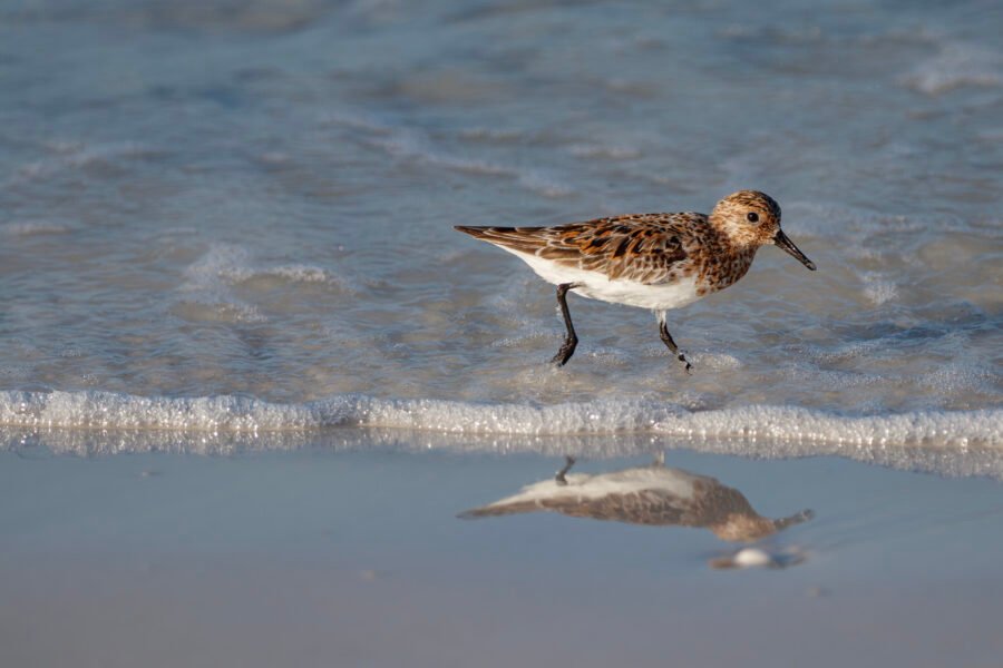 Sanderling Walking Through Waves With Reflection