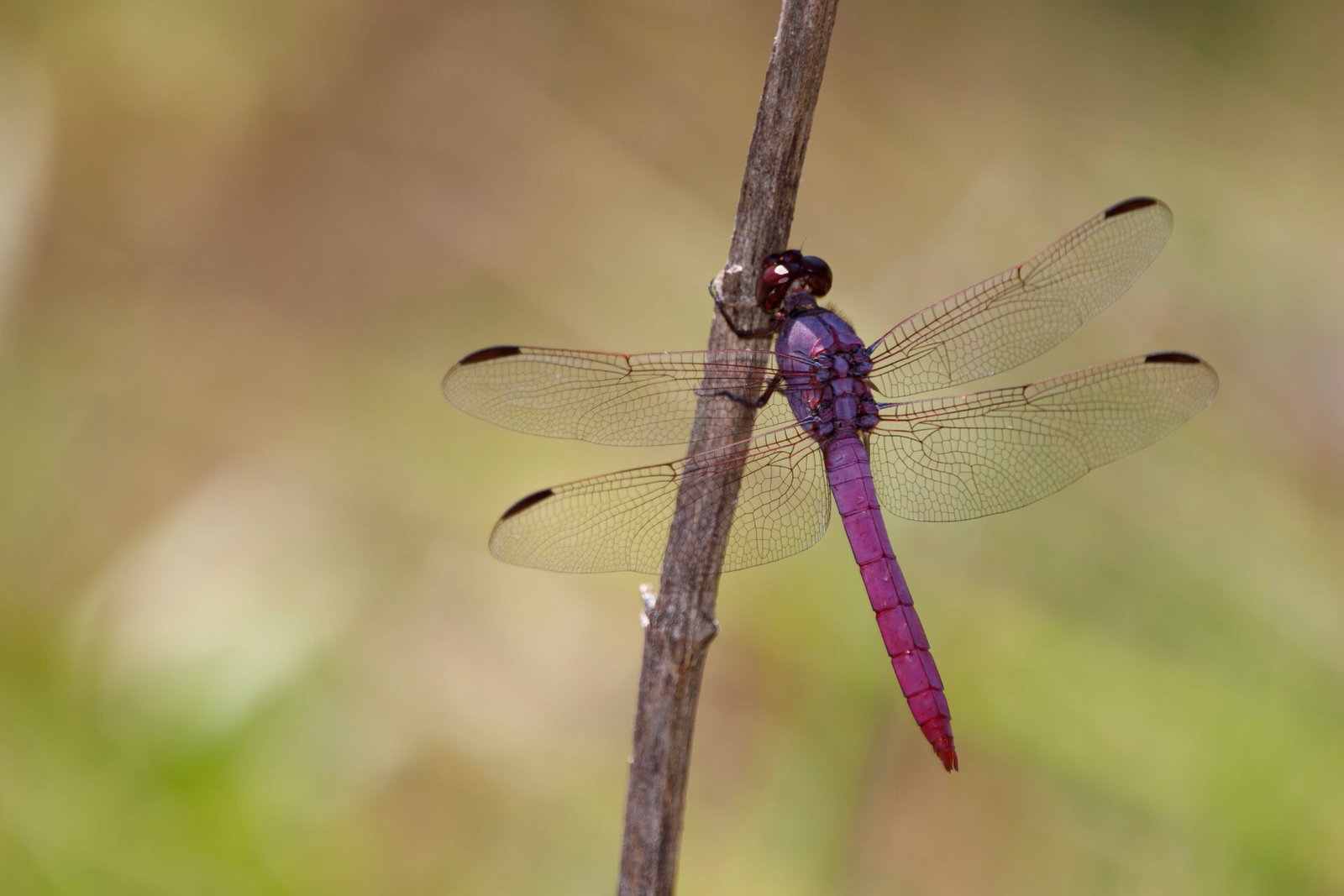 Roseate Skimmer Dragonfly On Stick