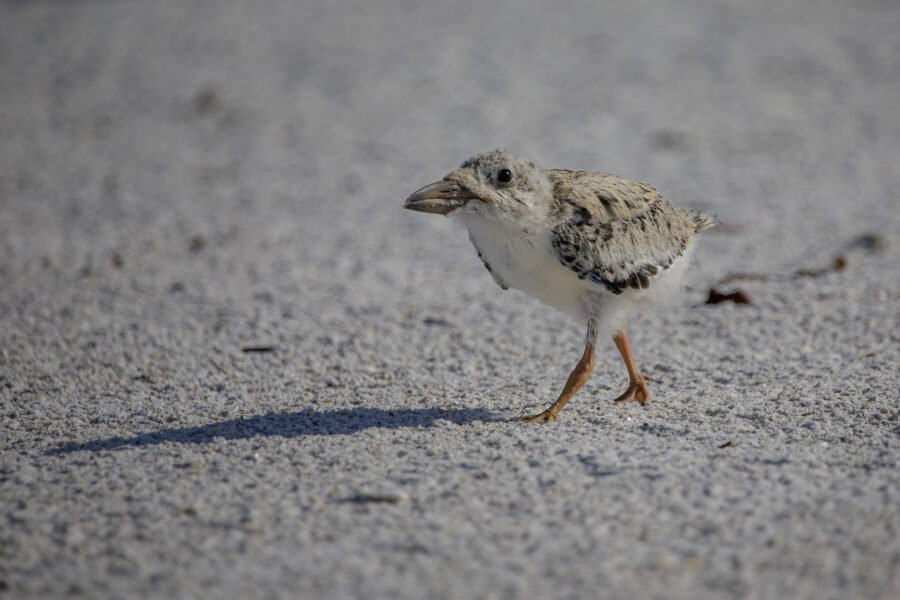 Black Skimmer Chick Walking Through Sand