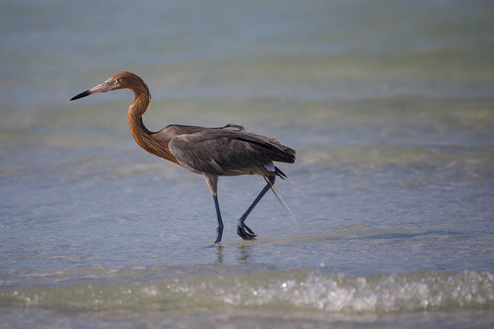 Reddish Egret Walking Along Surf