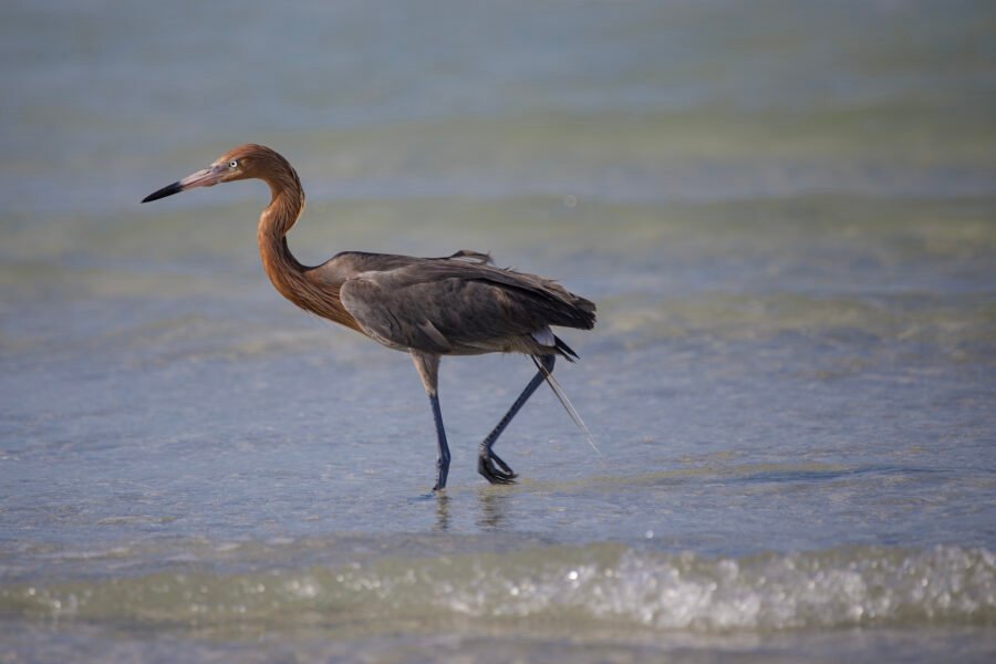 Reddish Egret Walking Along Surf