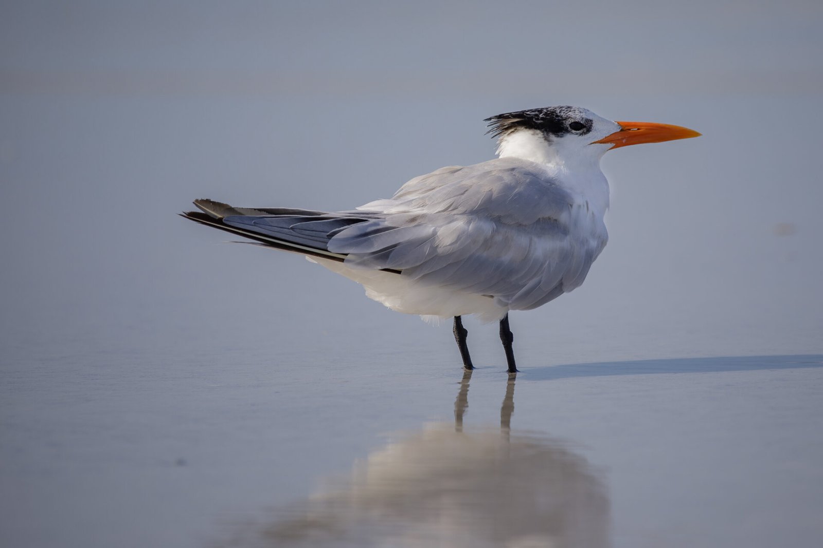 Royal Tern Standing In Shallow Water