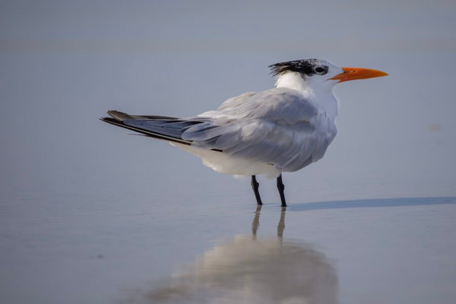 Royal Tern Standing In Shallow Water