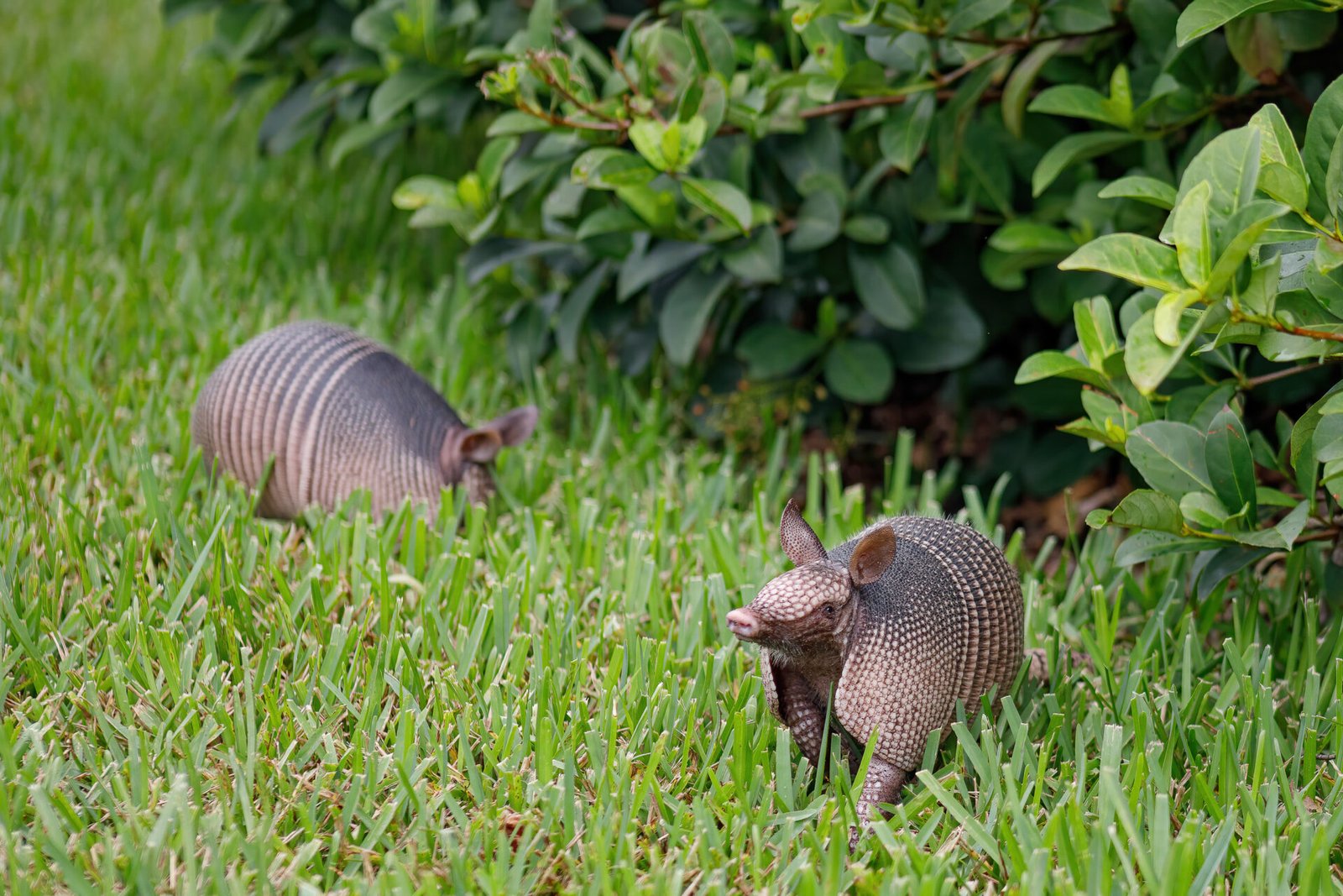 Pair Of Armadillos Searching Through Grass