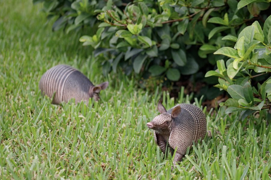 Pair Of Armadillos Searching Through Grass