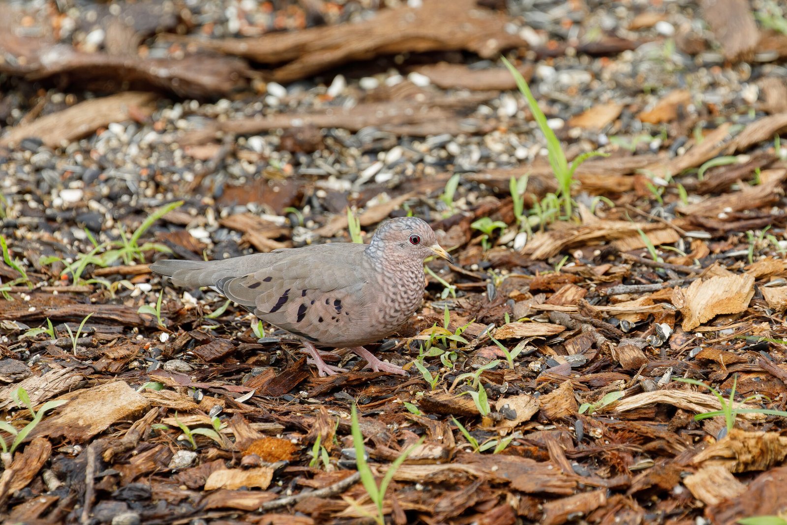 Common Ground Dove Foraging Under Feeder
