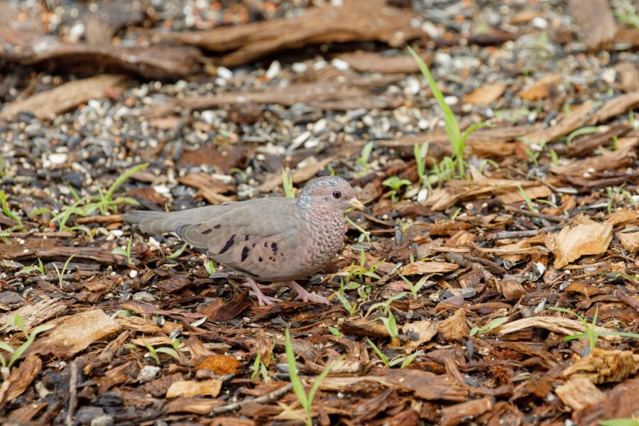 Common Ground Dove Foraging Under Feeder