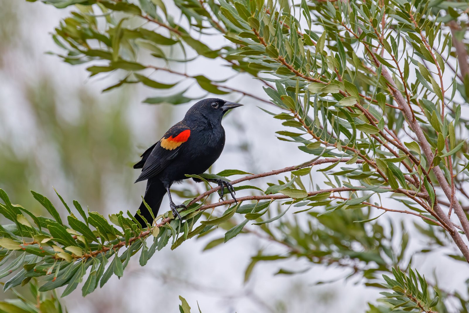 Red Winged Blackbird On Willow Branch
