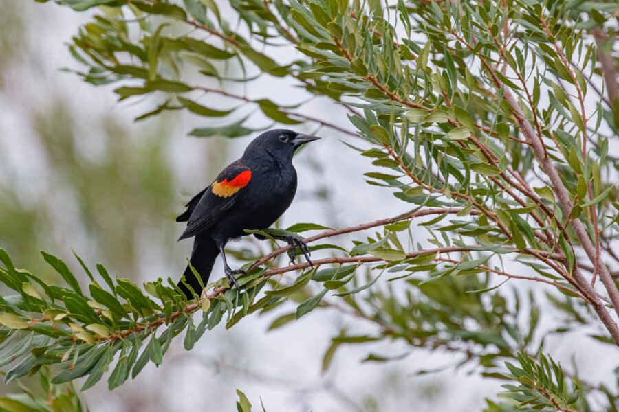 Red Winged Blackbird On Willow Branch