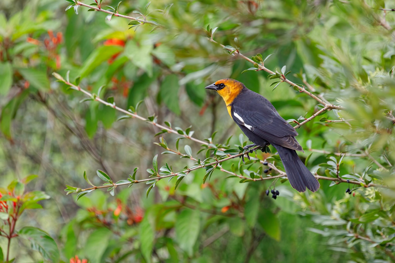 Yellow Headed Blackbird Facing Away In Shrubs