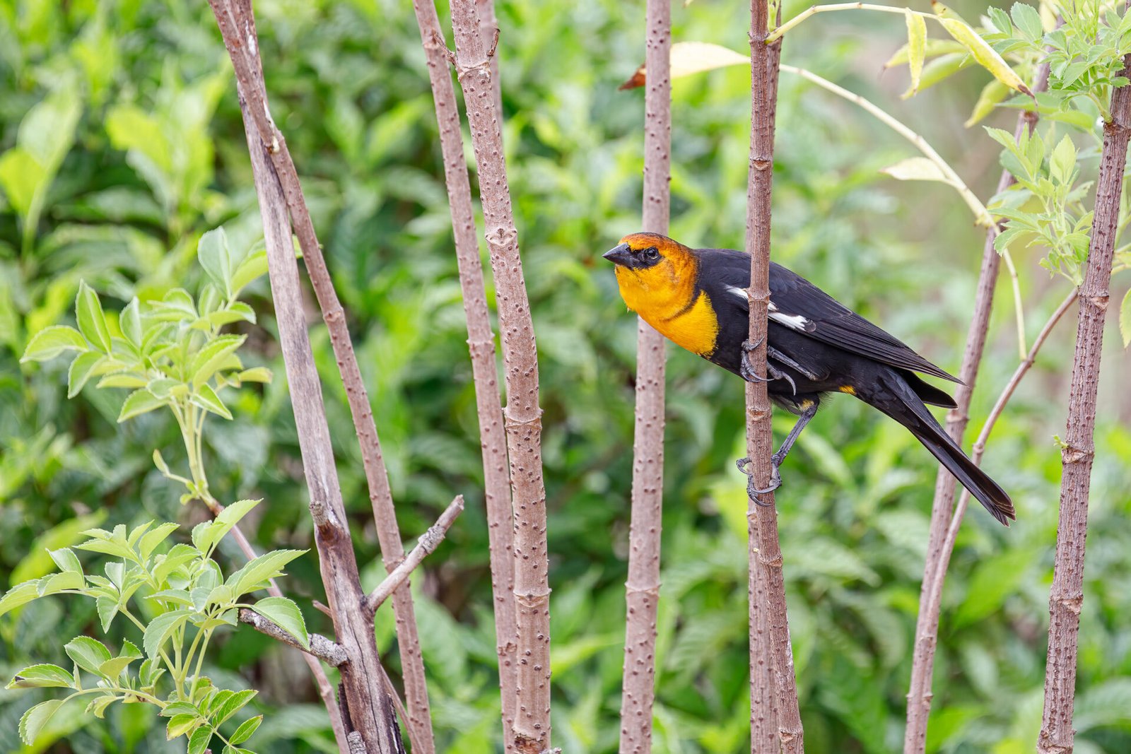 Yellow Headed Blackbird Grabbing Shrub