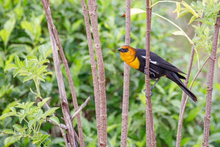 Yellow Headed Blackbird Grabbing Shrub