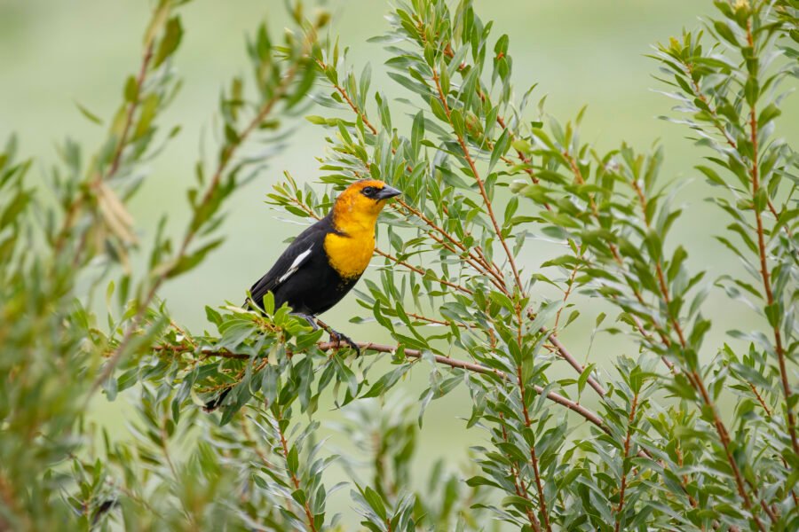 Yellow Headed Blackbird Perched On Willow Branch