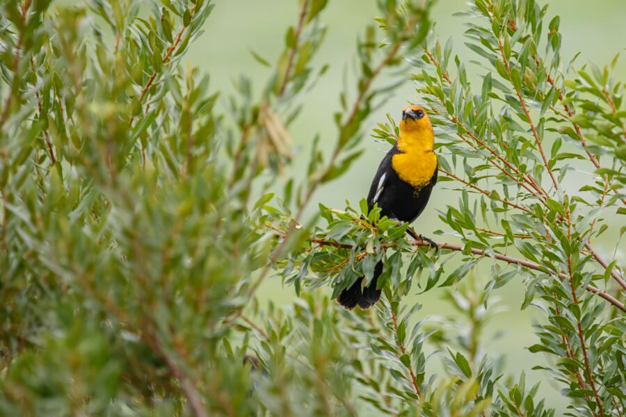 Yellow Headed Blackbird Sitting In Willow