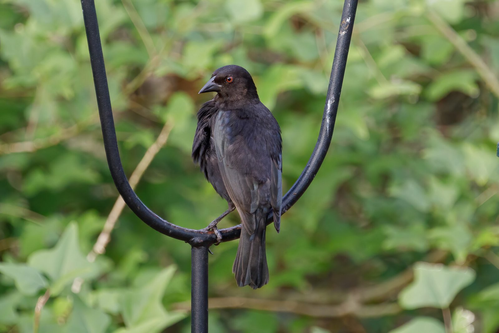 Bronze Cowbird On Feeder Hook