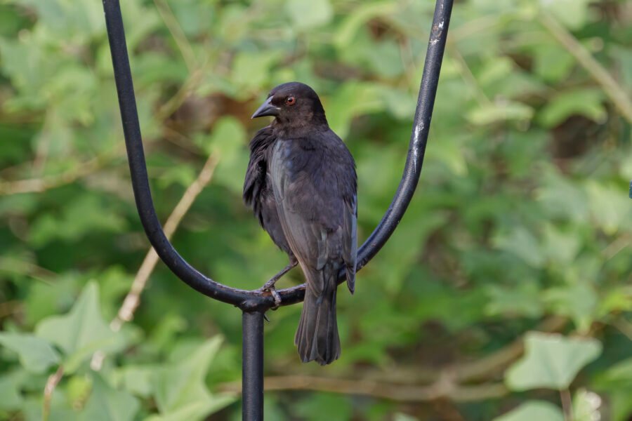 Bronze Cowbird On Feeder Hook