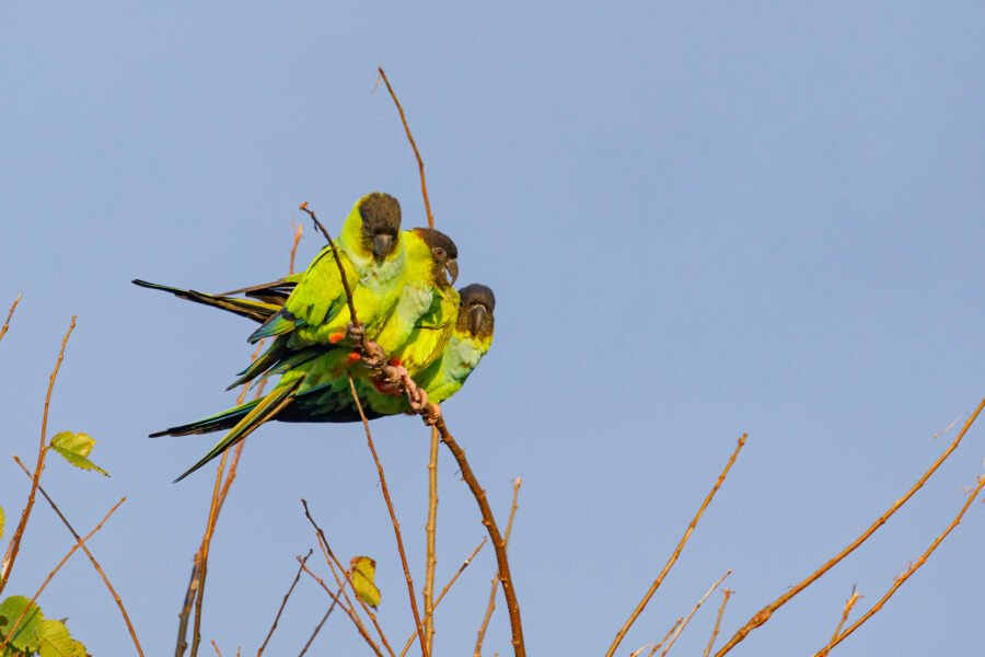 Nanday Parakeets In Line On Branch