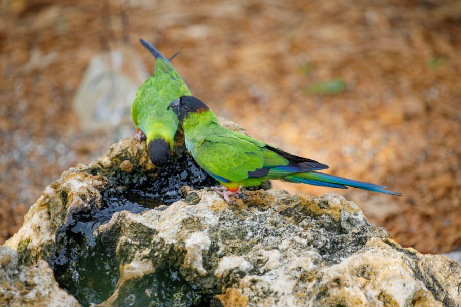 Two Nanday Parakeets At Water Fountain