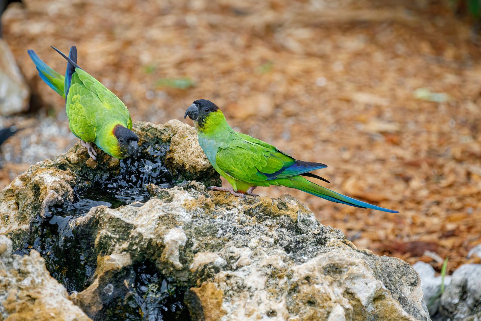 Two Nanday Parakeets Getting Drink