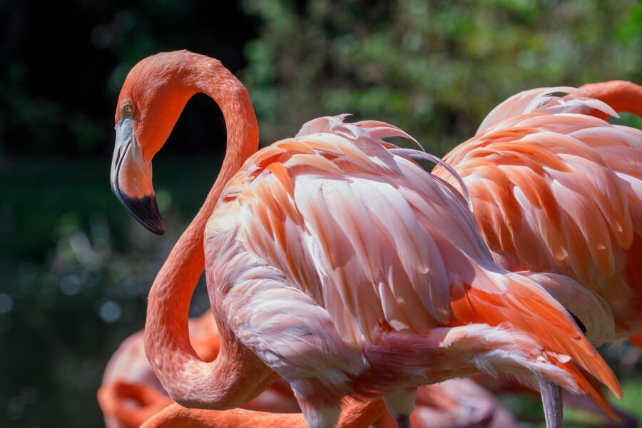 American Flamingoes Standing By Water