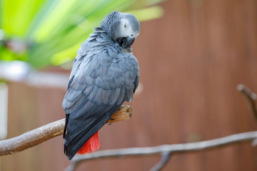 African Grey Parrot Preening Shoulder Feathers