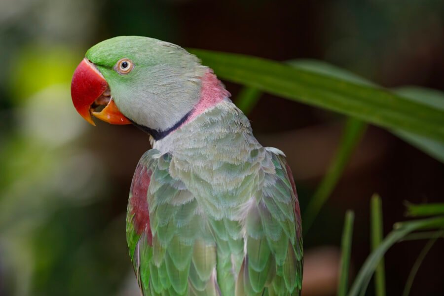 Alexandrine Parakeet Portrait