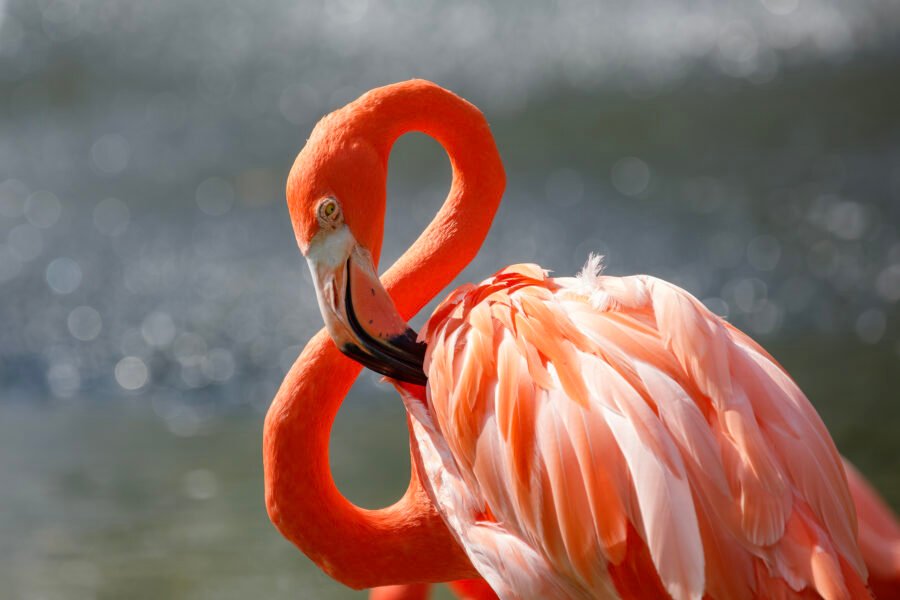 American Flamingo Preening Wing Feathers