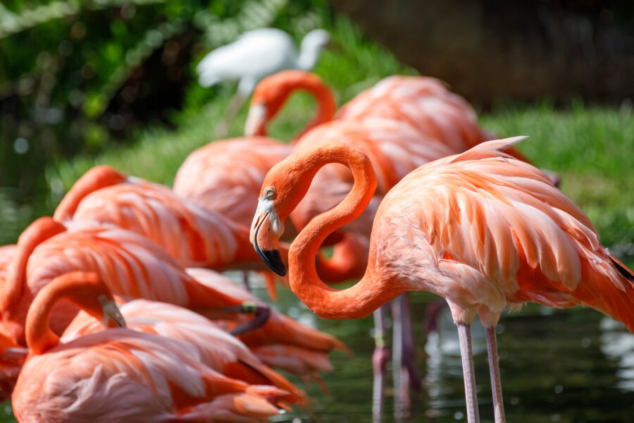 American Flamingoes Resting By Pond