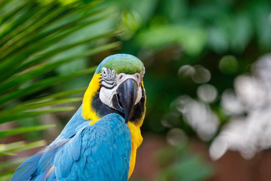 Blue And Gold Macaw Looking Over Shoulder