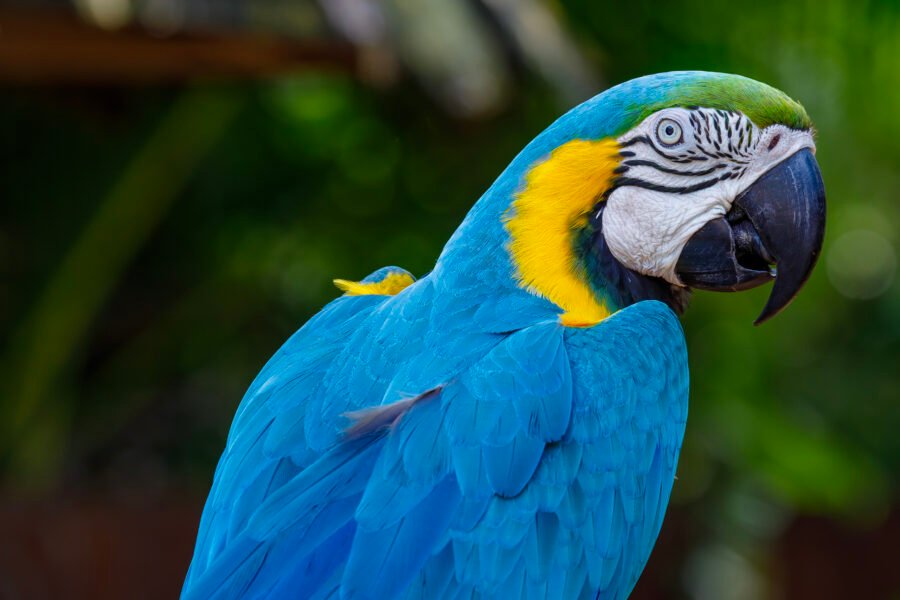 Blue And Gold Macaw Portrait