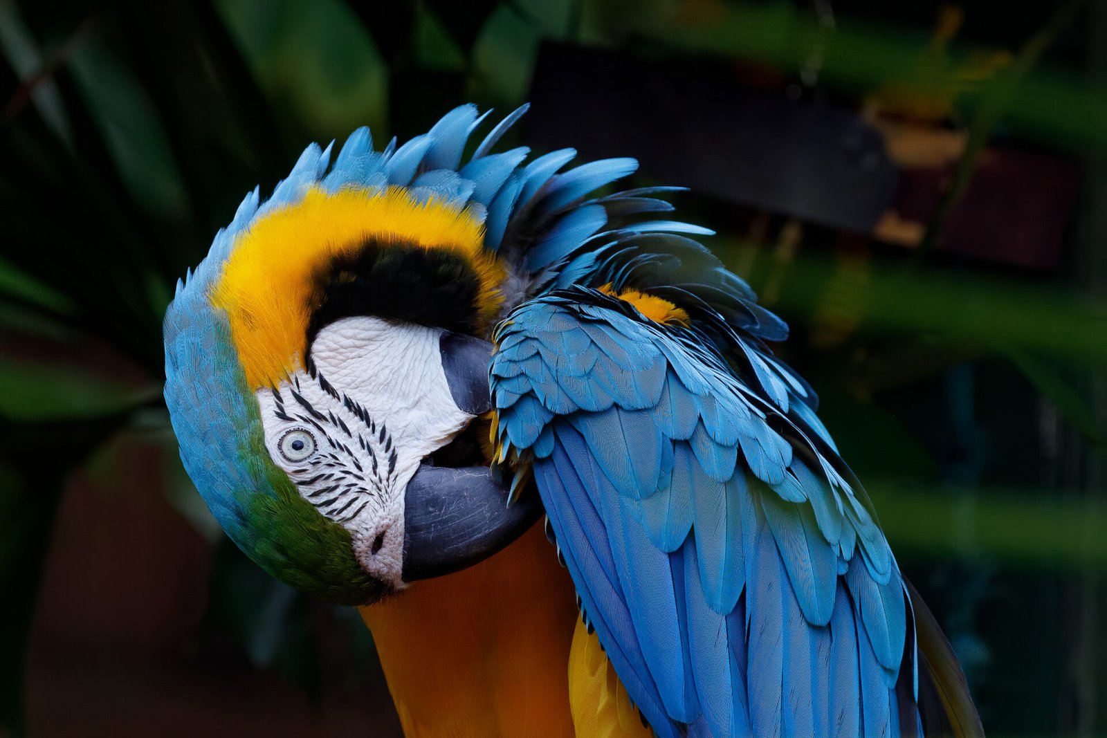 Blue And Gold Macaw Preening Wing Feathers