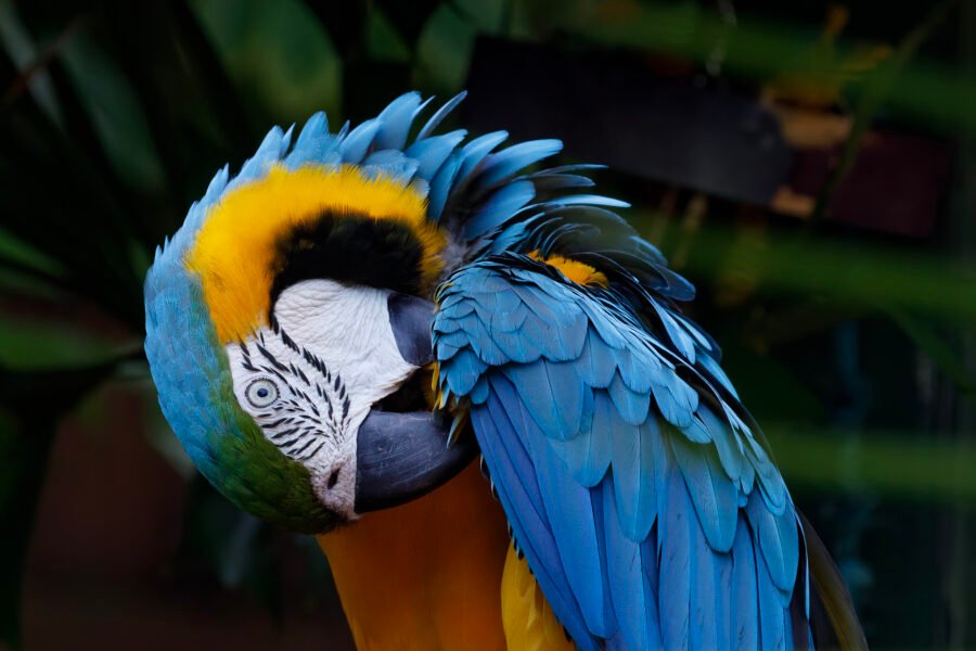 Blue And Gold Macaw Preening Wing Feathers