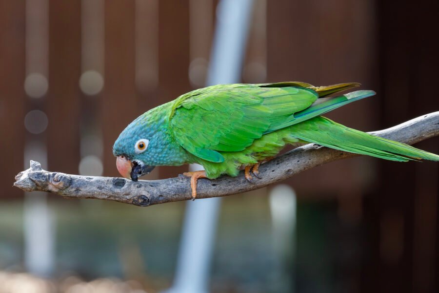 Blue Crowned Parakeet Cleaning Beak