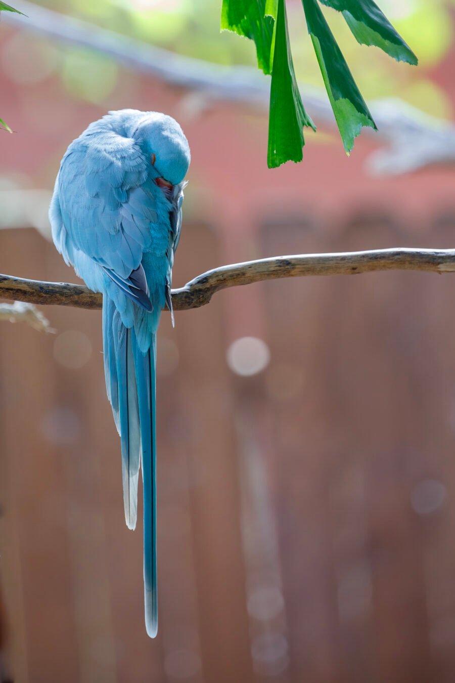 Blue Indian Ringneck Parrot Sleeping On Branch