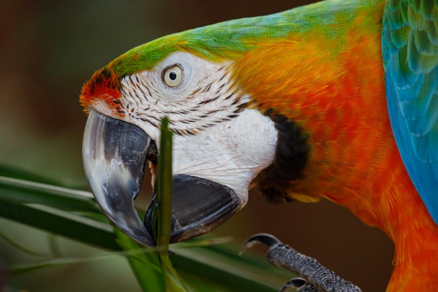 Catalina Macaw Portrait