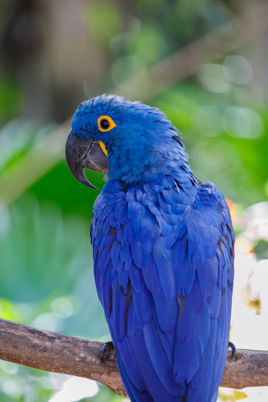 Hyacinth Macaw Perched On Tree Branch