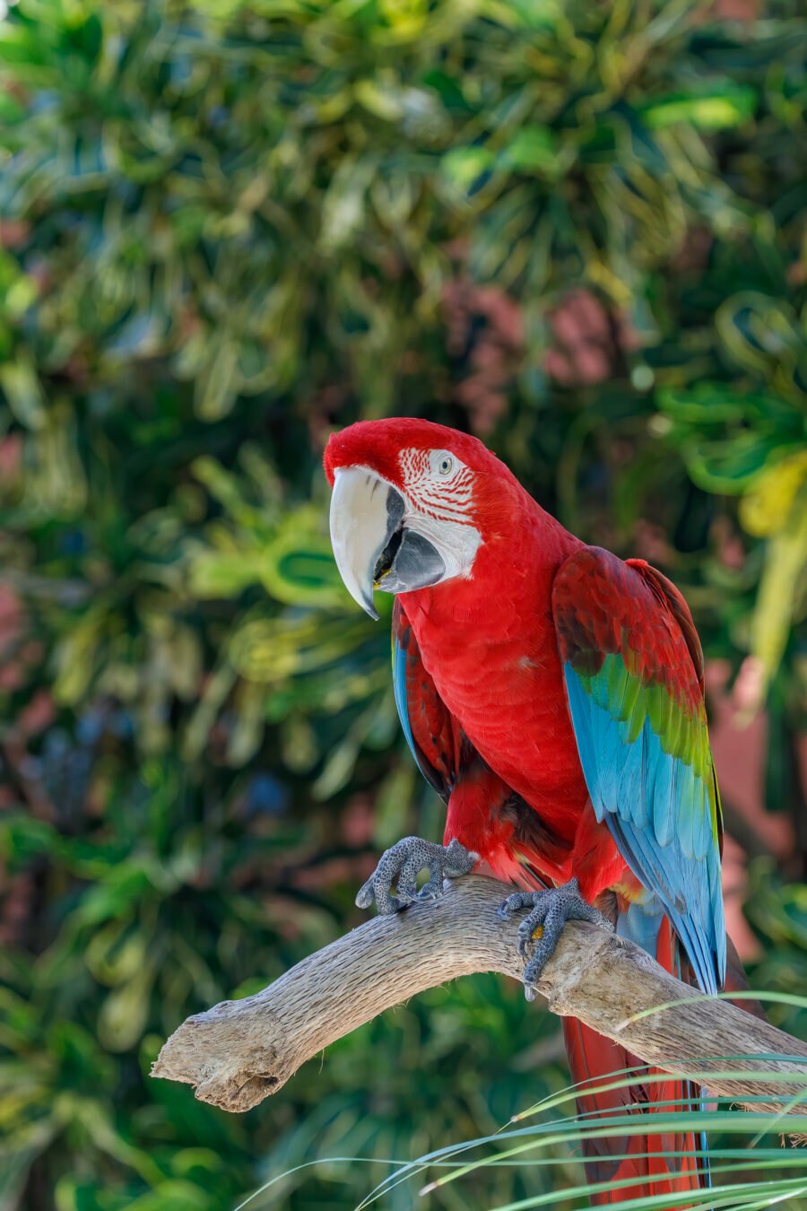 Red And Green Macaw Sitting On Tree Branch