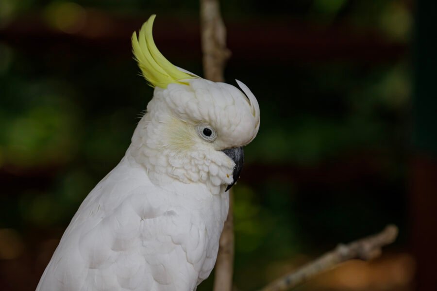 Sulphur Crested Cockatoo Portrait