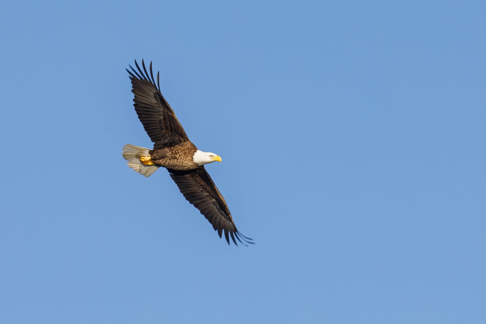 Bald Eagle Soaring In Blue Sky